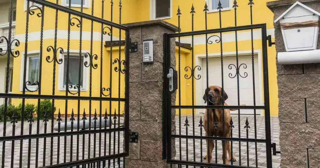 dog guarding the house