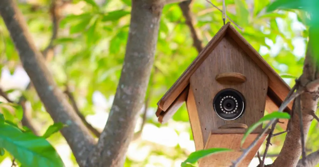 hidden camera in birdhouse