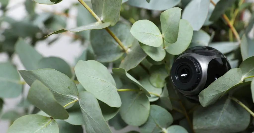 Small Camera Hidden in Green Houseplant Foliage, Closeup